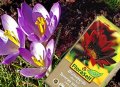 Blumenerde ohne Torf