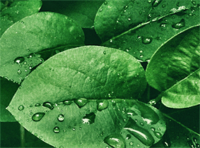 Regenwasser-Nutzung