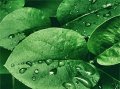 Regenwasser-Nutzung