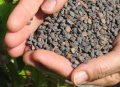 Bl�hton mit nat�rlichem Auftaumittel statt Streusalz