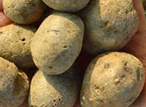 Saatgut Kartoffeln
