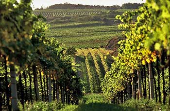Biowein-Weinberg