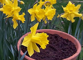 Pflanzerde und Blumenerde