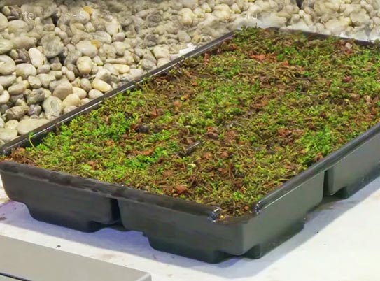 Gründach - einen Rasen auf dem Dach anlegen